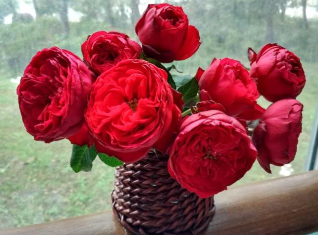 情人节送男朋友什么礼物亲自养盆玫瑰花，在“网络情人节”那天送人，更显真
