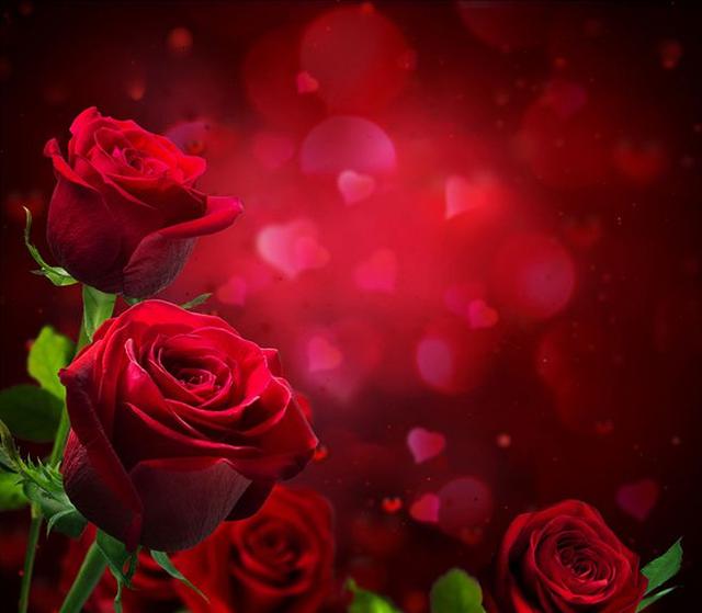 情人节送花2月14日情人节，怎么送花，不同颜色的玫瑰花花语